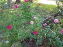 Five Yuan rose photo