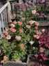 Royal Sunset rose photo
