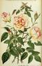 Irène Watts rose photo
