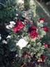 Souvenir d'Alphonse Lavallée rose photo