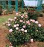 Dr. Malcolm Manners ™ rose photo