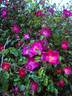 Carabea rose photo