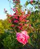 <i>Rosa arkansana</i> Porter rose photo