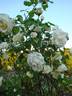 Blanc Pur rose photo