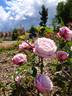 Blue Elric rose photo