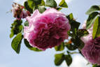Belle Hélène rose photo