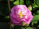 Eulalia Lebrun rose photo
