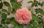 Elysium Fields rose photo