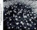 Souvenir de Pierre Notting rose photo