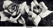 Pharisäer rose photo