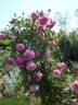 Empress of China rose photo