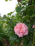 Gerbe Rose rose photo