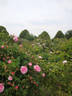 Aimable Amie rose photo