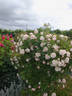 Madame Cornélissen rose photo