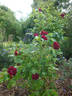 Katie's Rose rose photo