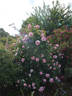 Mike's Old-Fashioned Pink rose photo