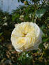 Clarence House rose photo