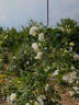 Clarence House rose photo