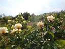 Highfield ® rose photo