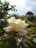 Highfield ® rose photo