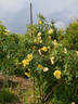 Le Rêve rose photo