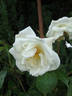 Pax rose photo