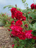 Sally Miller rose photo
