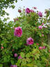 Tour de Malakoff (centifolia, Pastoret/Soupert rose photo
