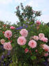 Dresdner Frauenkirche rose photo
