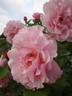 Dresdner Frauenkirche rose photo