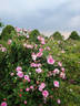 Aimable Amie rose photo