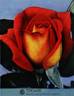 Tzigane rose photo
