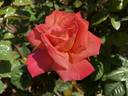 Troika ® rose photo