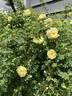 Kilwinning rose photo