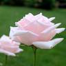 Donna Marella Agnelli rose photo