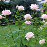 Donna Marella Agnelli rose photo