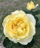 Larger Than Life rose photo