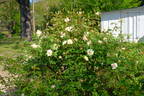 Isabella Sprunt rose photo