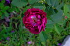 Orpheline de Juillet rose photo