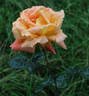 Louis de Funès ® rose photo