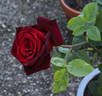 Papa Meilland, Cl. ® rose photo