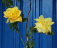 Landora, Cl. rose photo