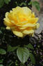 Landora, Cl. rose photo