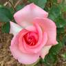Babies Blush rose photo