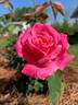 Aquarius rose photo
