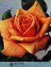 Bettina ® rose photo