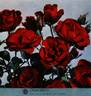 Concerto rose photo