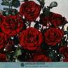 Moulin Rouge ® rose photo