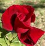 Big Apple rose photo