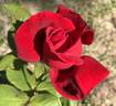 Big Apple rose photo